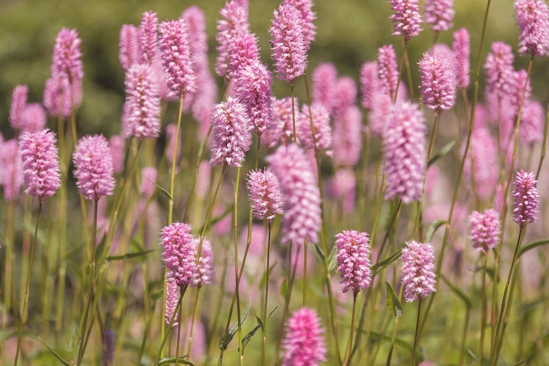 Enchanted Meadow
